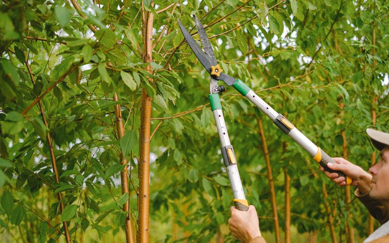 Tree trimming in Burwell, NE